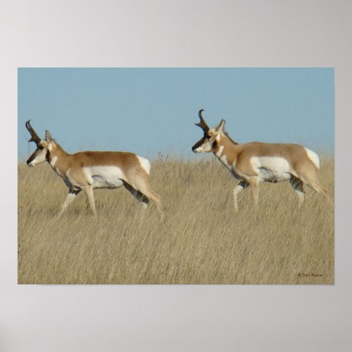 A45 Pronghorn Antelope Bucks Poster