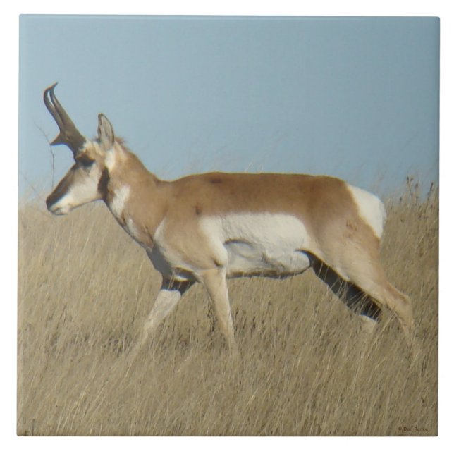 A45a Pronghorn Antelope Buck Ceramic Tile (Front)