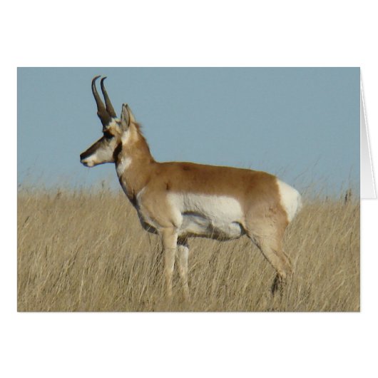 A46 Pronghorn Antelope (Front Horizontal)