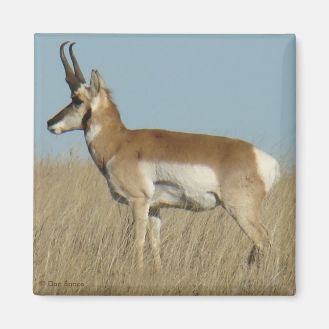 A46 Pronghorn Antelope Magnet (Front)