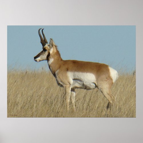 A46 Pronghorn Antelope Poster
