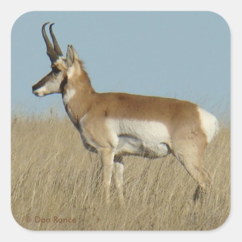 A46 Pronghorn Antelope Square Sticker