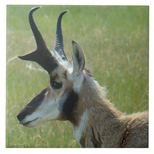 A47 Pronghorn Antelope Big Buck Head Profile Ceramic Tile
