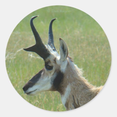 A47 Pronghorn Antelope Big Buck Head Profile Classic Round Sticker