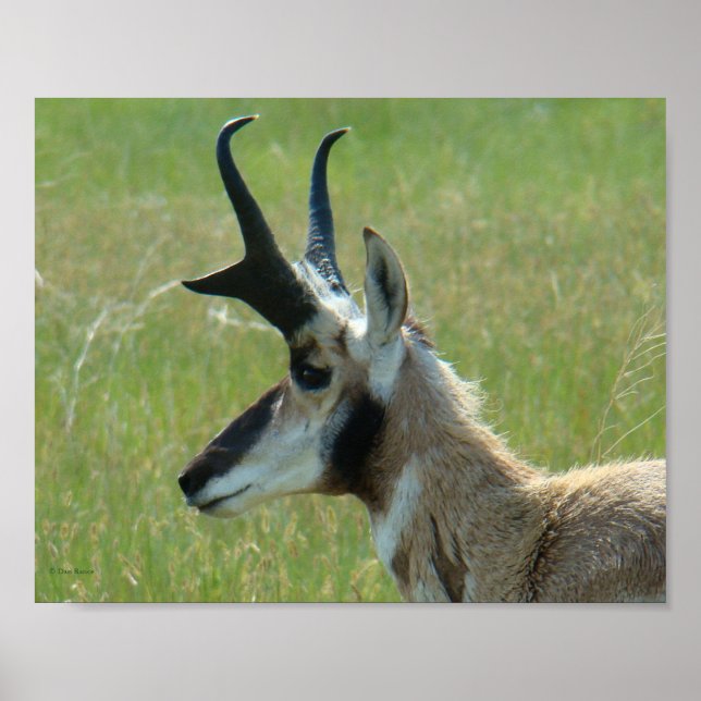 A47 Pronghorn Antelope Big Buck Head Profile Poster (Front)