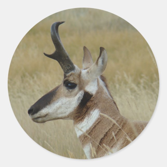 A4 Pronghorn Antelope Head Shot Profile Classic Round Sticker (Front)
