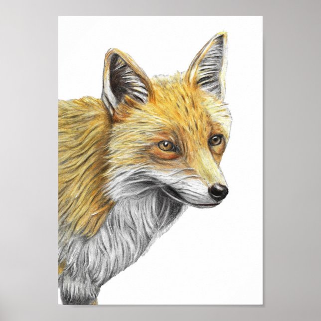 A4 Red Fox Pencil Drawing Print (Front)