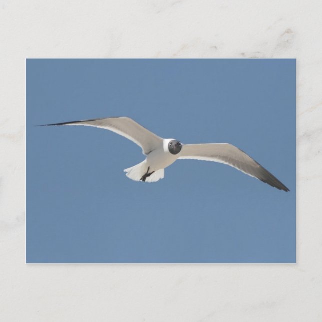 A5 Flying Seagull Postcard (Front)