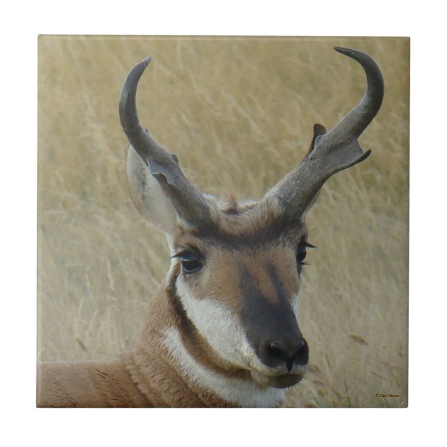 A5 Pronghorn Antelope Big Buck Head Shot Ceramic Tile (Front)