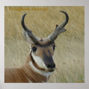 A5 Pronghorn Antelope Big Buck Head Shot Poster