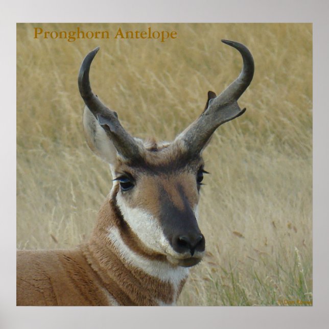 A5 Pronghorn Antelope Big Buck Head Shot Poster (Front)