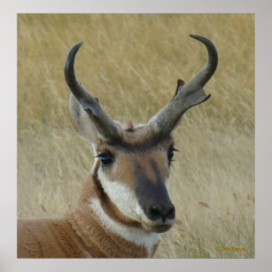 A5 Pronghorn Antelope Big Buck Head Shot Poster
