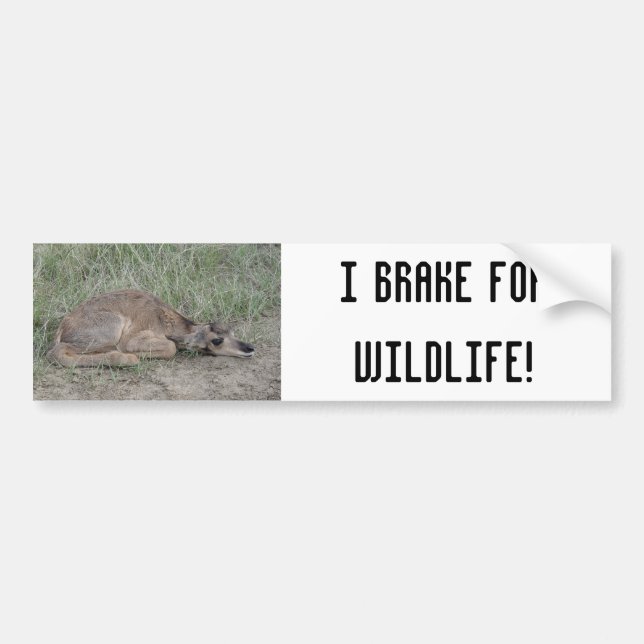 A6 Baby Pronghorn Antelope Bumper Sticker (Front)