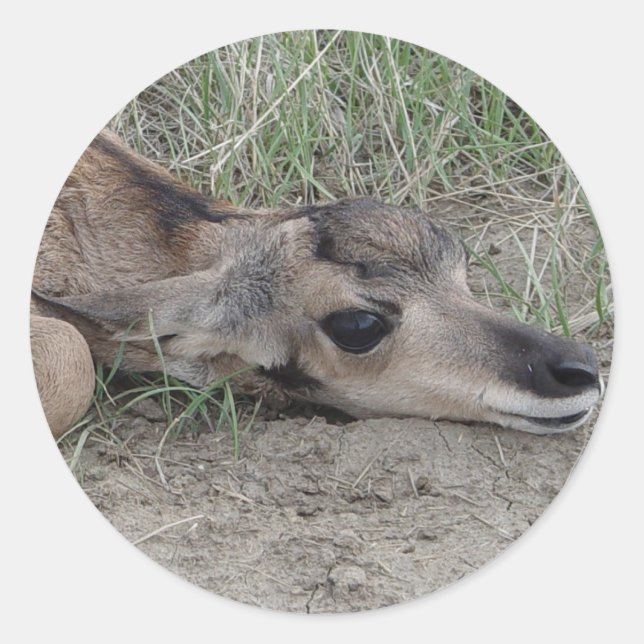 A6 Baby Pronghorn Antelope Classic Round Sticker (Front)