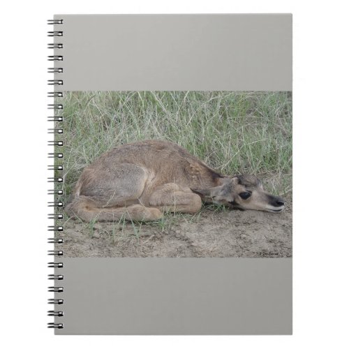 A6 Baby Pronghorn Antelope Notebook
