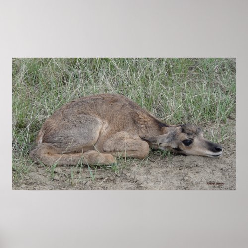 A6 Baby Pronghorn Antelope Poster