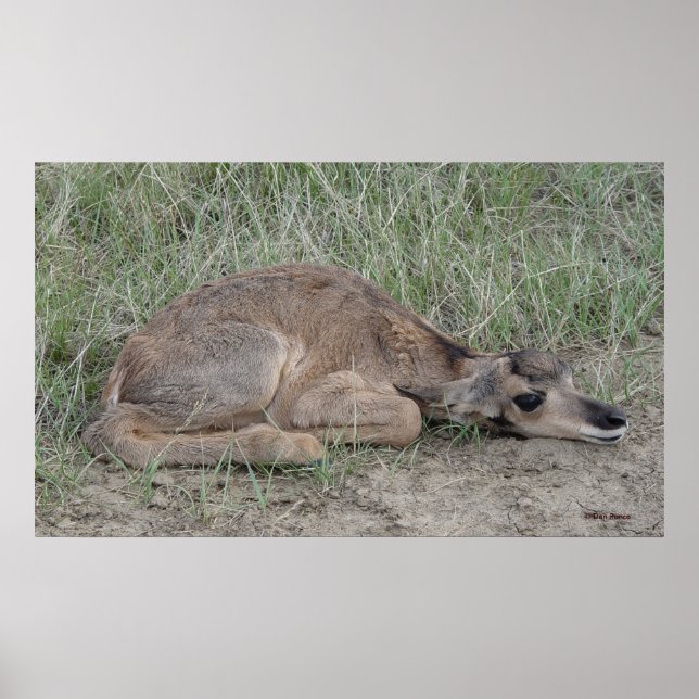A6 Baby Pronghorn Antelope Poster (Front)