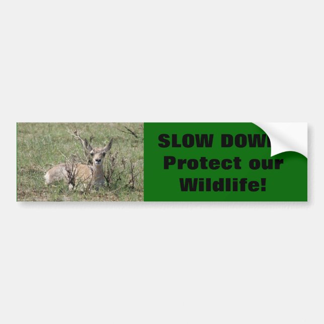 A7 Baby Pronghorn Antelope Bumper Sticker (Front)