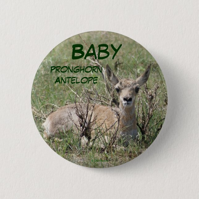 A7 Baby Pronghorn Antelope Button (Front)