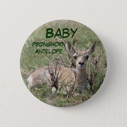 A7 Baby Pronghorn Antelope Button