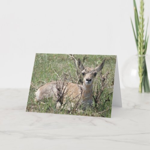 A7 Baby Pronghorn Antelope Card