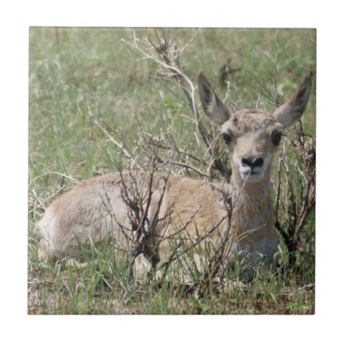 A7 Baby Pronghorn Antelope Ceramic Tile