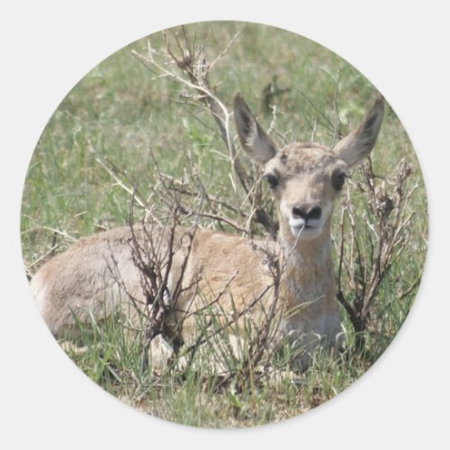 A7 Baby Pronghorn Antelope Head Up Classic Round Sticker