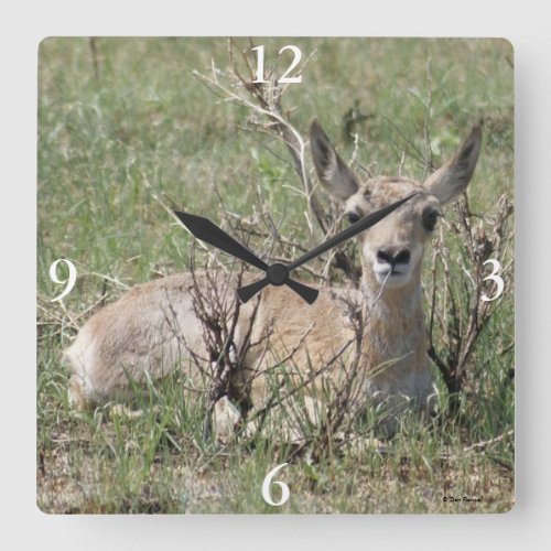 A7 Baby Pronghorn Antelope Square Wall Clock