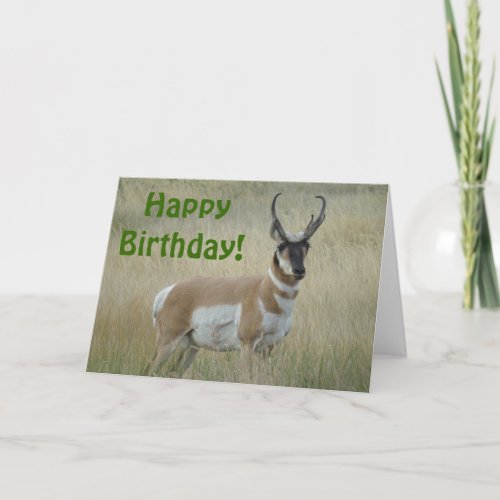 A8 Pronghorn Antelope Big Buck Card