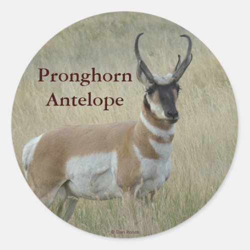 A8 Pronghorn Antelope Big Buck Classic Round Sticker