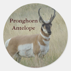 A8 Pronghorn Antelope Big Buck Classic Round Sticker