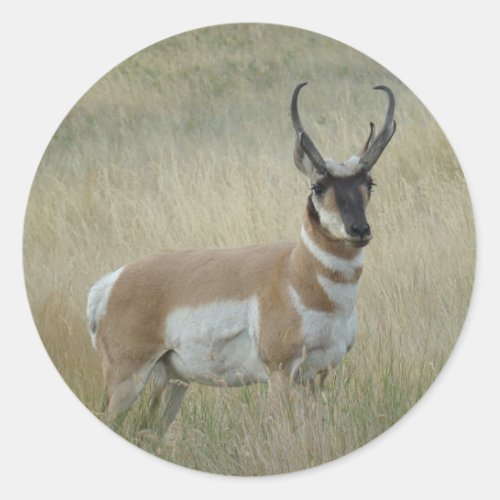 A8 Pronghorn Antelope Big Buck Classic Round Sticker