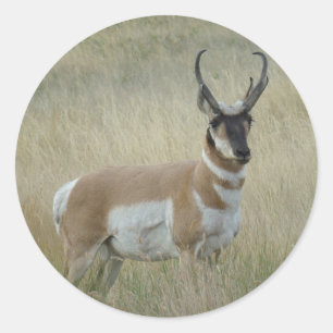 A8 Pronghorn Antelope Big Buck Classic Round Sticker