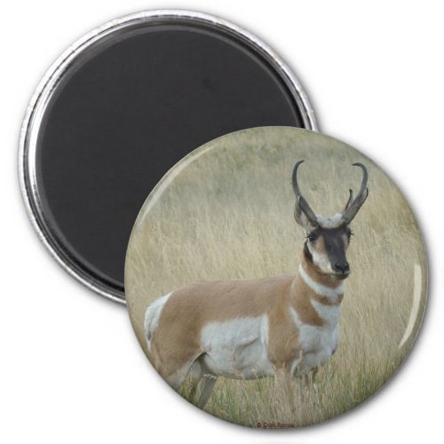 A8 Pronghorn Antelope Big Buck Magnet