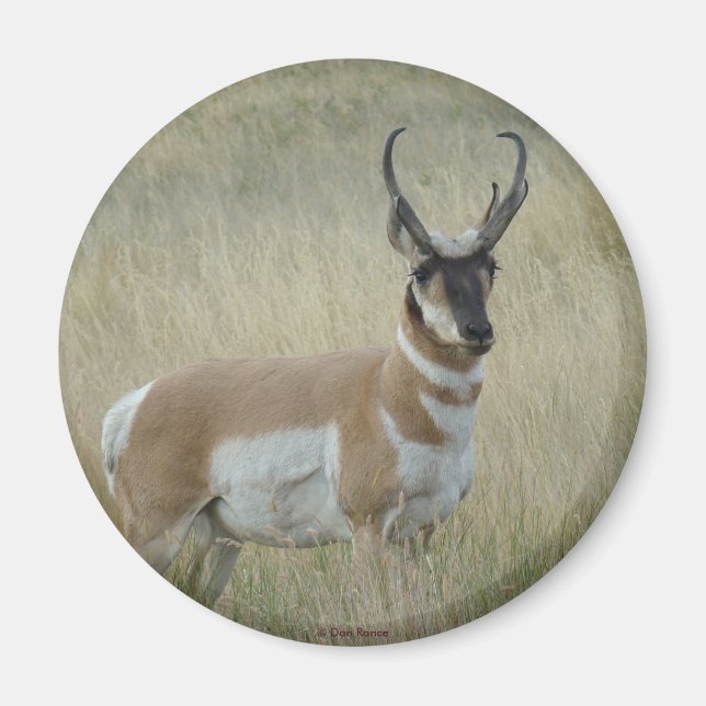 A8 Pronghorn Antelope Big Buck Magnet (Front)