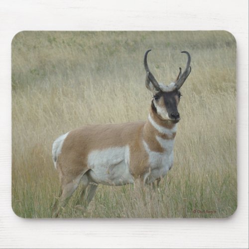 A8 Pronghorn Antelope Big Buck Mouse Pad