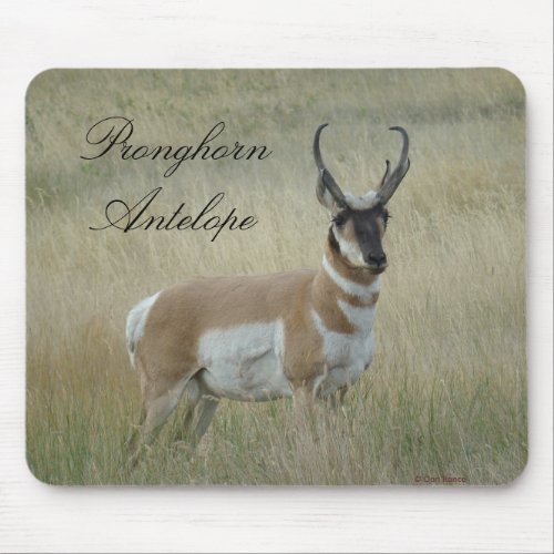 A8 Pronghorn Antelope Big Buck Mouse Pad