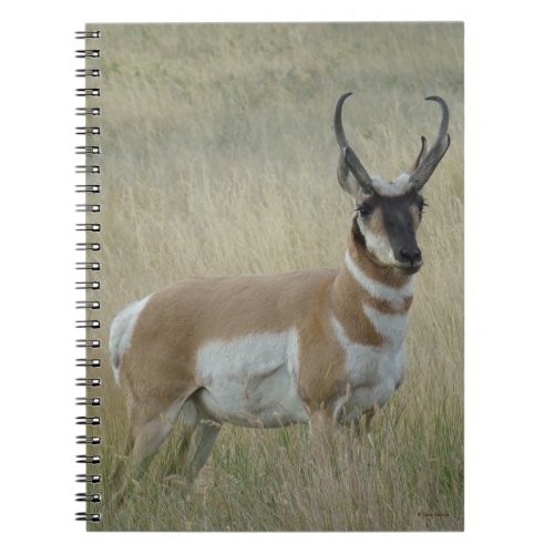 A8 Pronghorn Antelope Big Buck Notebook