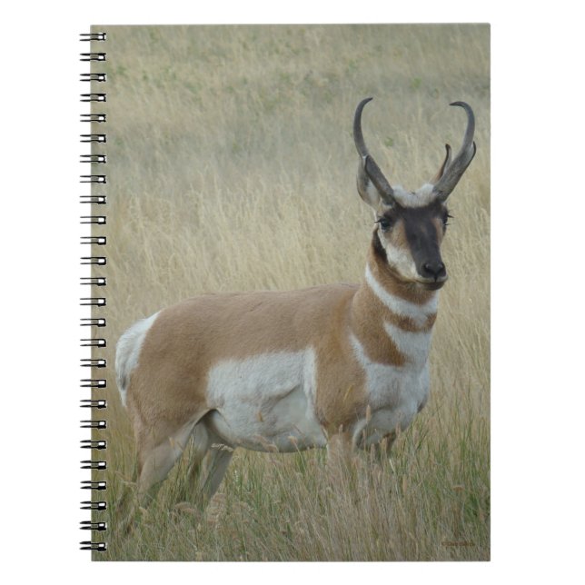 A8 Pronghorn Antelope Big Buck Notebook (Front)