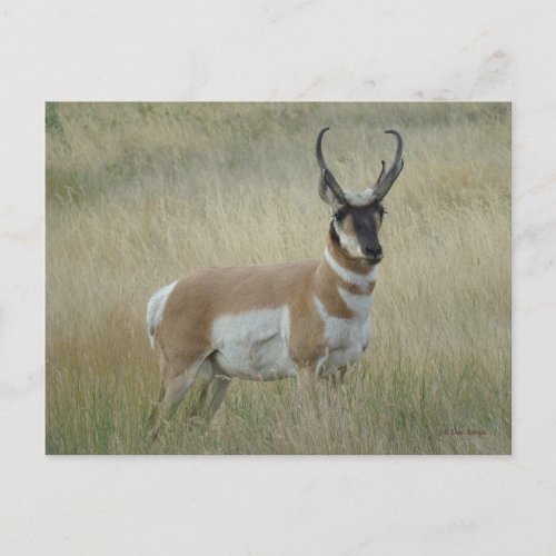 A8 Pronghorn Antelope Big Buck Postcard