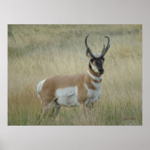 A8 Pronghorn Antelope Big Buck