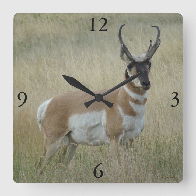 A8 Pronghorn Antelope Big Buck Square Wall Clock (Front)