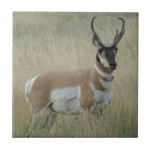A8 Pronghorn Antelope Big Buck Tile