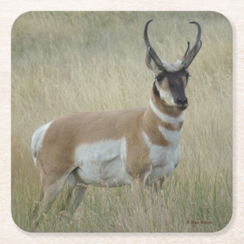 A8 Pronghorn Antelope Buck Square Paper Coaster