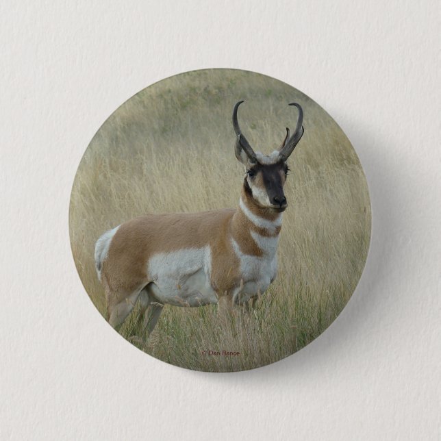 A8 Pronghorn Antelope Pinback Button (Front)