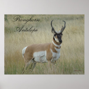A8 Pronghorn Antelope Poster