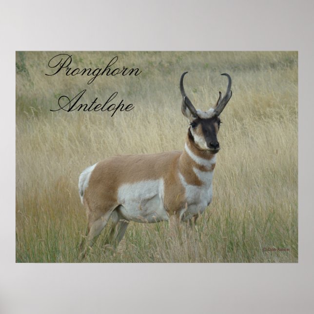 A8 Pronghorn Antelope Poster (Front)