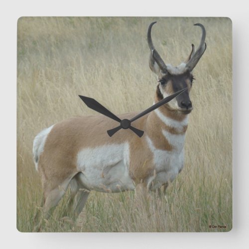 A8 Pronghorn Antelope Square Wall Clock