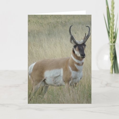 A9 Pronghorn Antelope Big Buck Card
