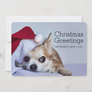 A 6 year old long hair chihuahua holiday card